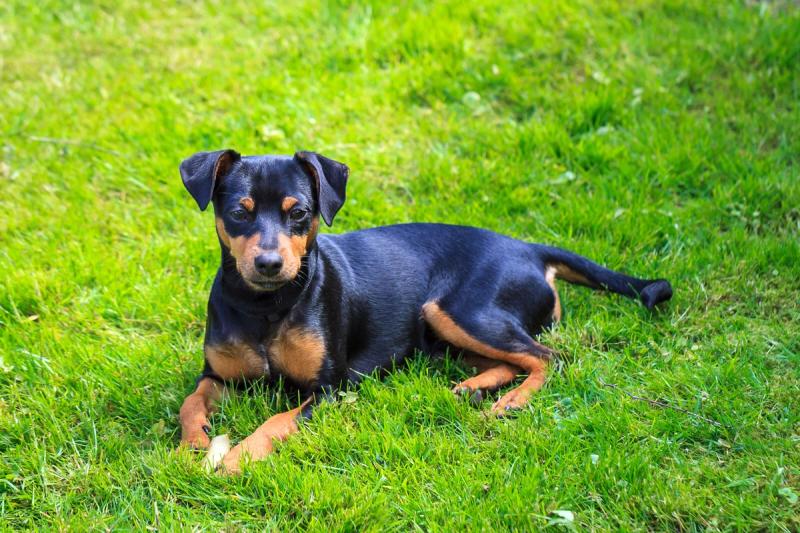Dvergpinscher valper til salgs — liten, modig og energisk familiehund