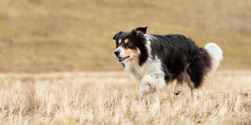 Hvilken hunderase passer best for deg? Komplett guide