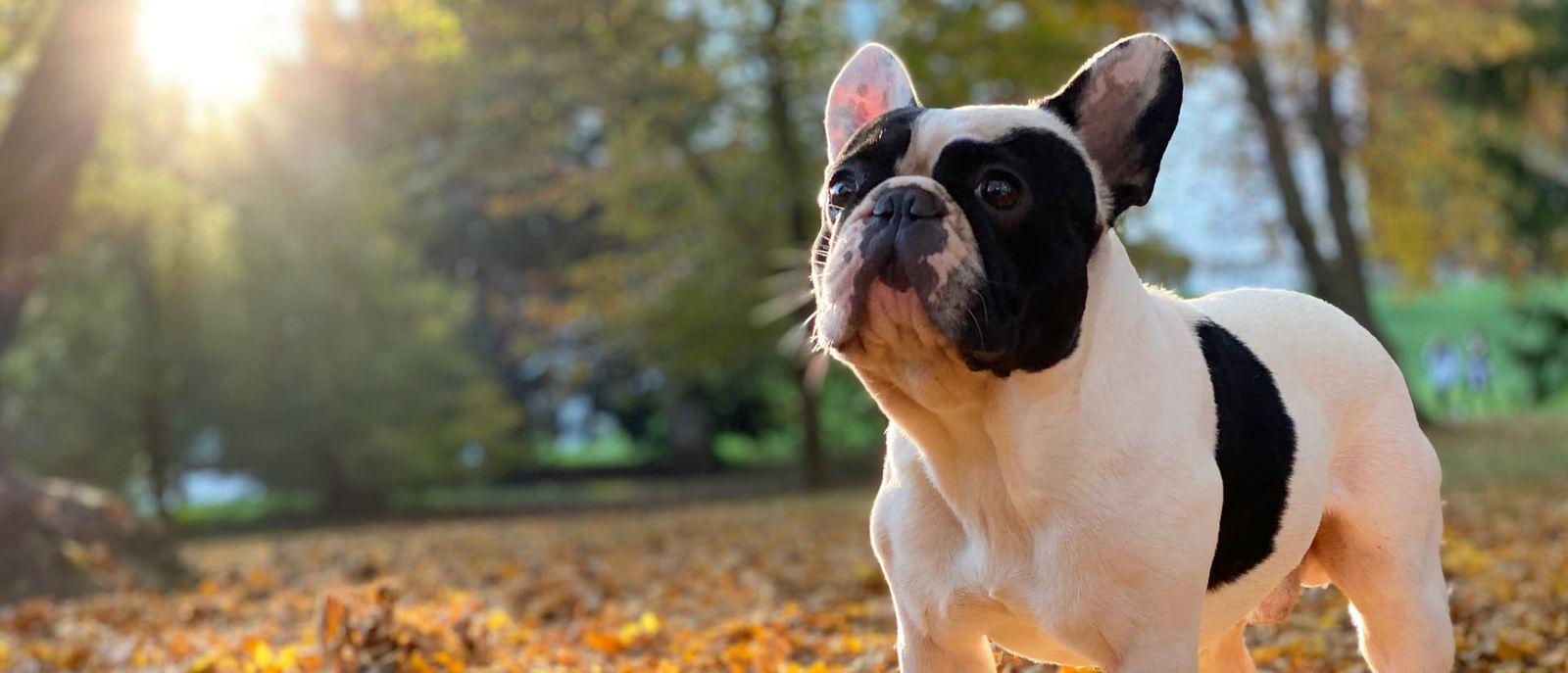 Fransk bulldog