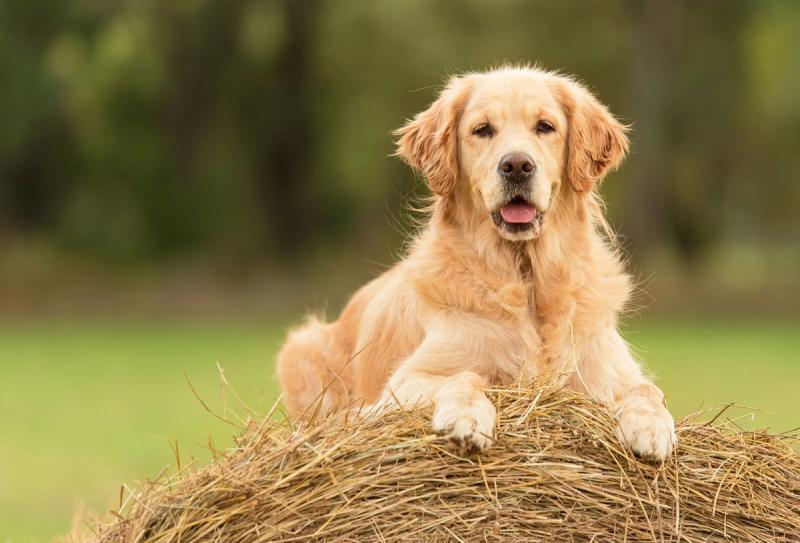 Golden retriever valper til salgs – alt du bør vite før du kjøper