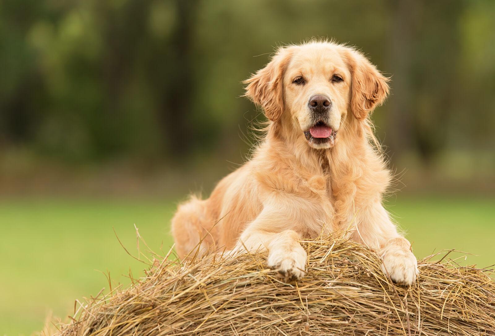 Golden retriever-valp som sitter i gräset och tittar mot kameran