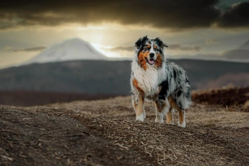 Tegn på at fødselen er i gang hos hund — komplett guide