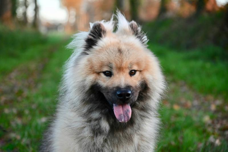 Eurasier valper til salgs: tysk familieperle med ro i sjelen