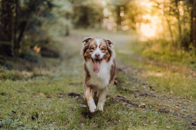 Australian shepherd valper til salgs: krevende gjeterhund for aktive eiere