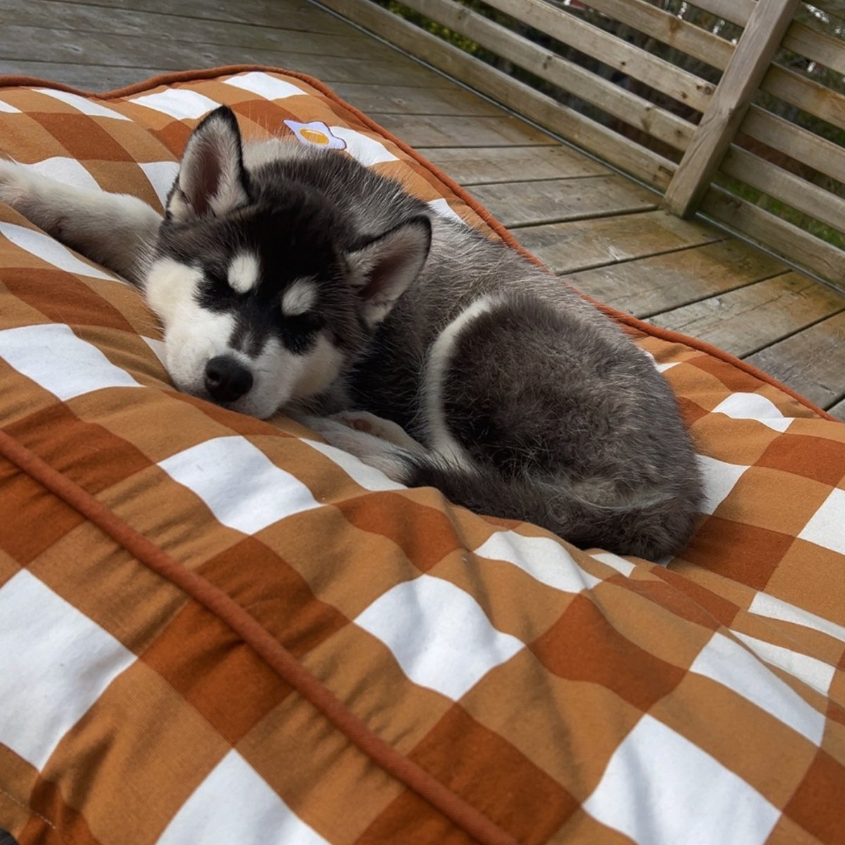 Boo ligger avslappet og sover på verandaen, trygg i sitt nye hjem.