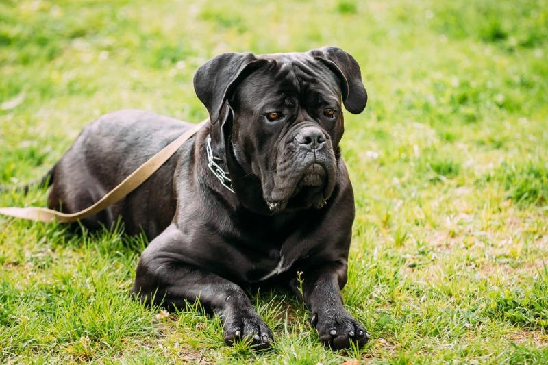 Samarbeidspartnere — Purina og Evidensia