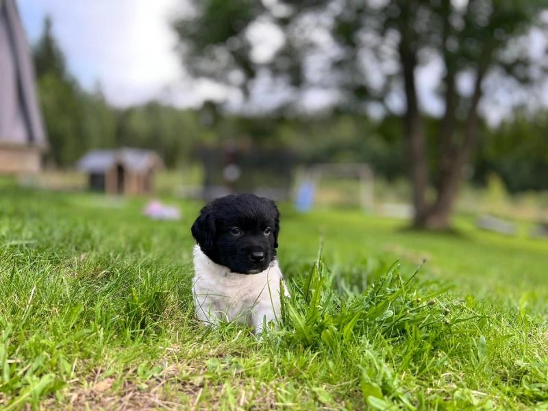 Kennel Malentha — stabijhoun og wetterhoun oppdretter i Norge
