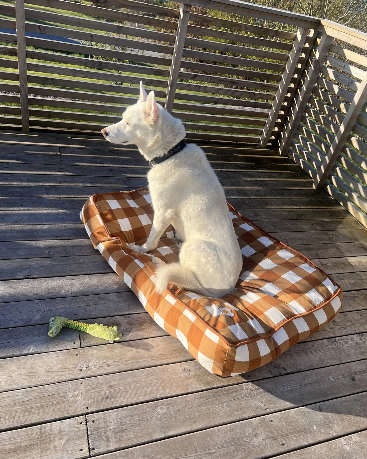 Akea har dratt den nye hundesengen ut på verandaen og tatt den i bruk som sin egen.