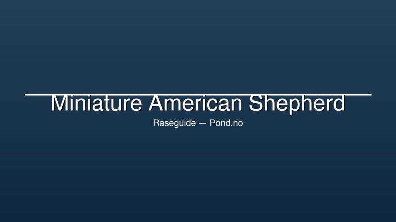 Miniature American Shepherd valper til salgs — alt du bør vite