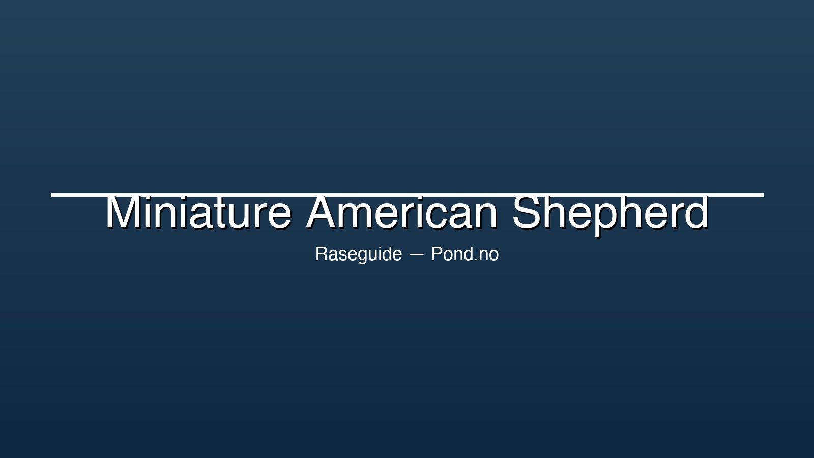 Miniature American Shepherd med merle-mønster i pelsen — energisk og intelligent hyrdehund i kompakt størrelse