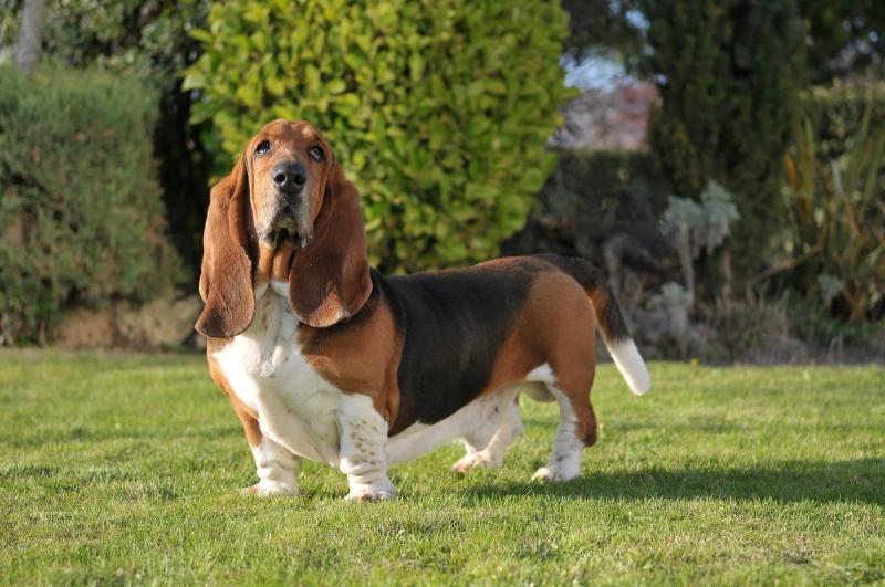 Ortopediske diagnoser hos hund
