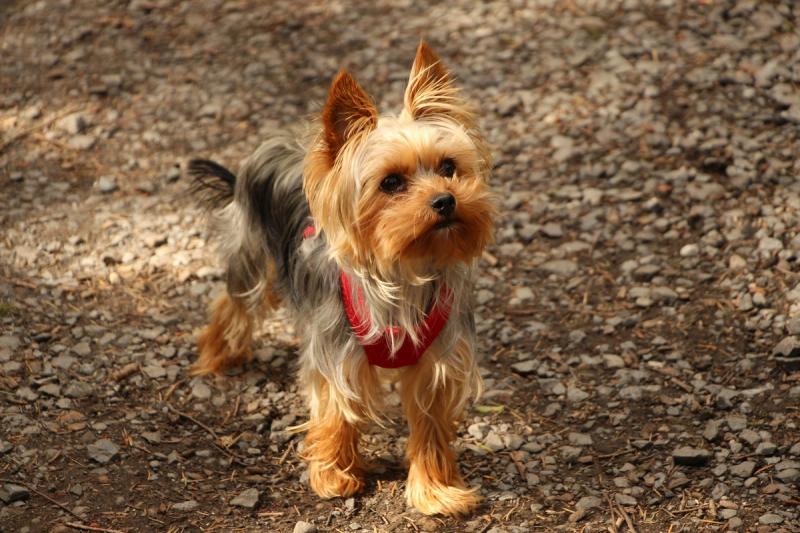 Yorkshire terrier valper til salgs: terrier-mot i mini-format