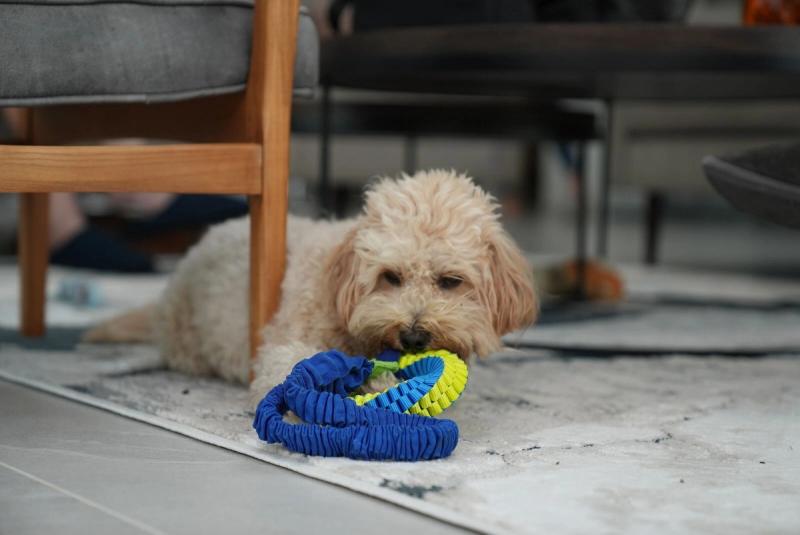 Maltipoo valper til salgs: krysningen mellom malteser og puddel