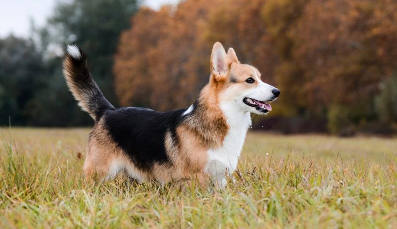 Corgi valp til salgs – Alt du bør vite om Pembroke og Cardigan