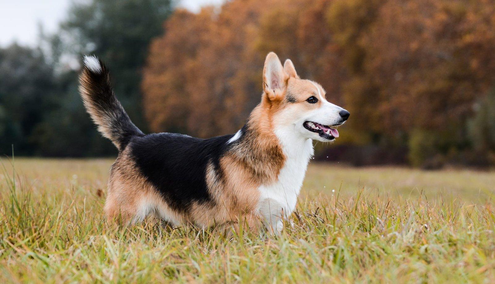 Welsh corgi pembroke – en liten, livlig och lojal vallhund