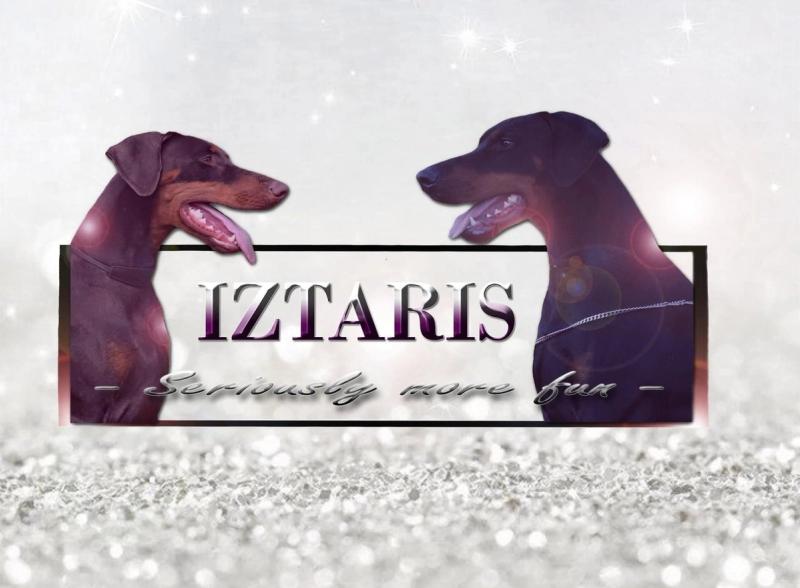 Kennel Iztaris — dobermann med kraft, karakter og ansvarlig avl