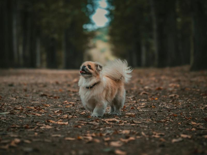 Tibetansk Spaniel valper til salgs — liten vakthund med stor karakter
