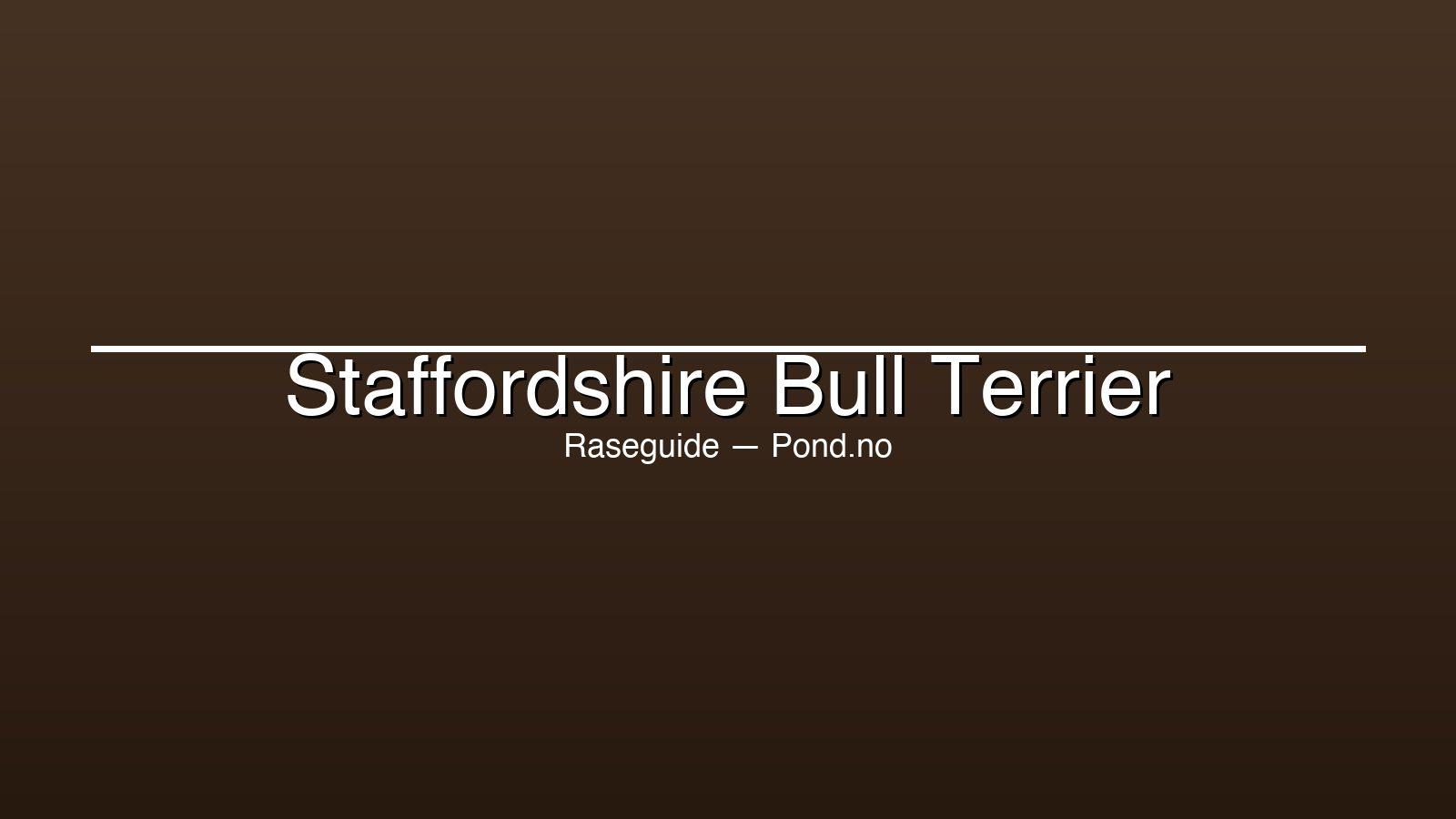 Staffordshire Bull Terrier med muskulös kropp och vänlig blick — lojal och familjeälskande hundras