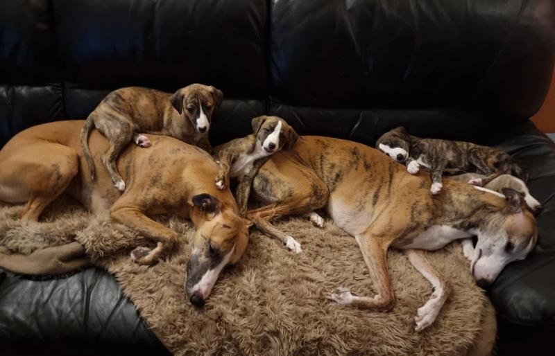 Kennel Bluefrost – whippet-oppdretter med hjerte for rasen