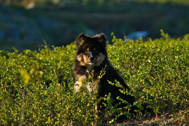 Kennel Lappsangen – oppdretter av finsk lapphund