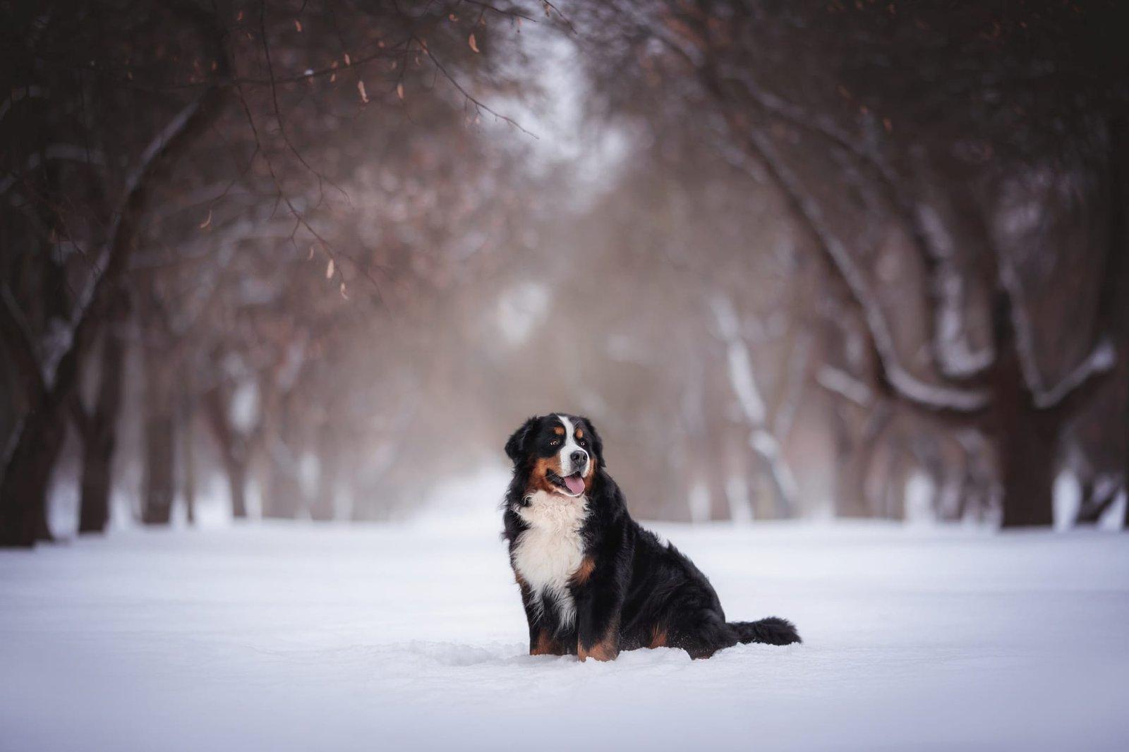 Berner sennenhund – en stor og omsorgsfuld familiehund