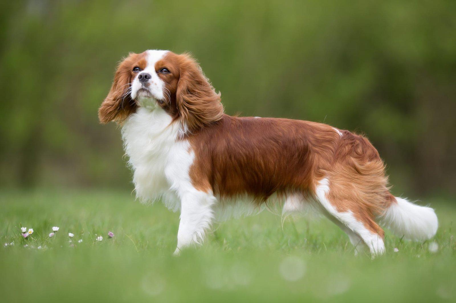 Cavalier King Charles Spaniel der hygger sig i en lys lejlighed — en af de bedste hunderacer til lejlighed
