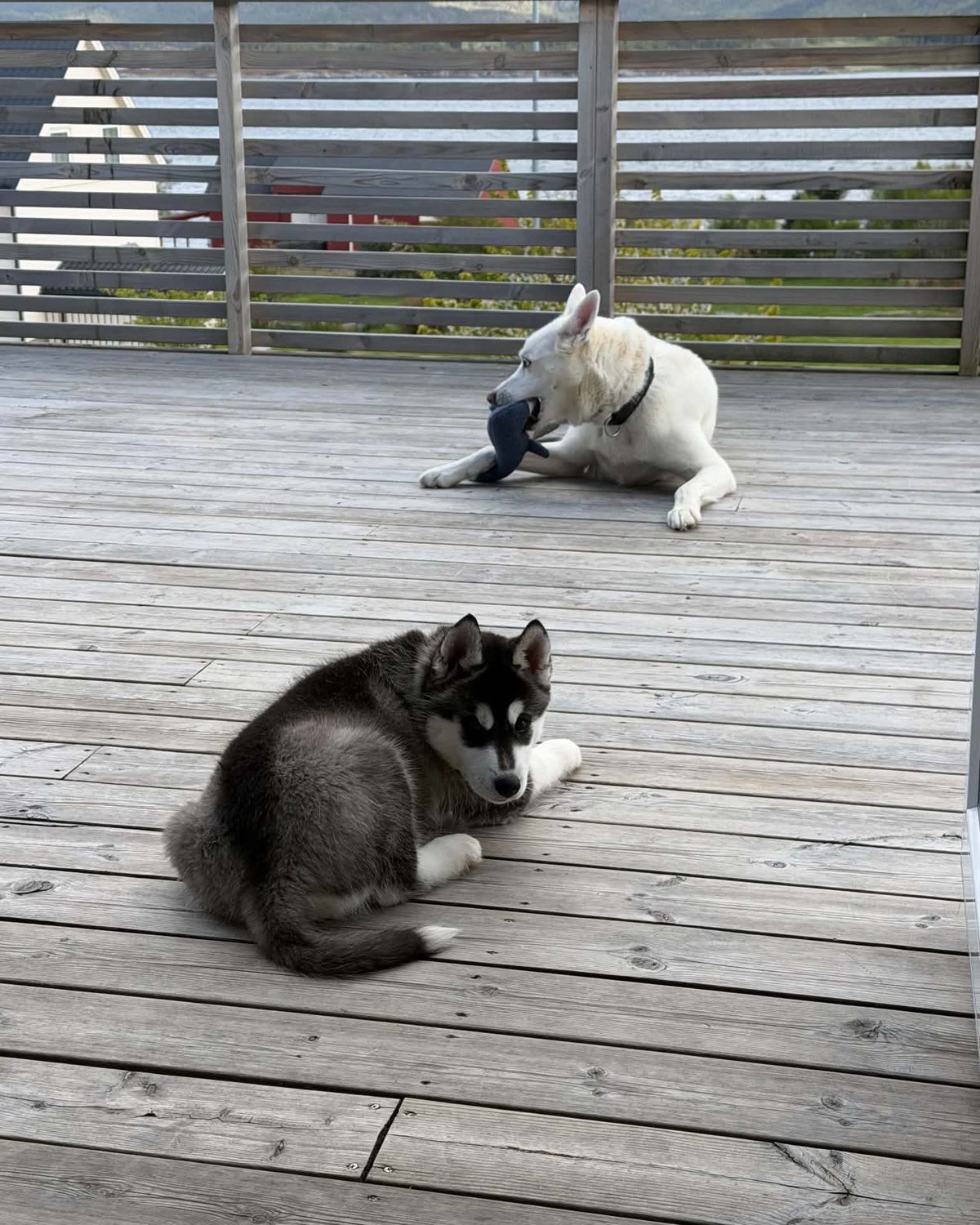 Akea og Boo ligger sammen på verandaen og ser ut som en sammensveiset liten flokk.