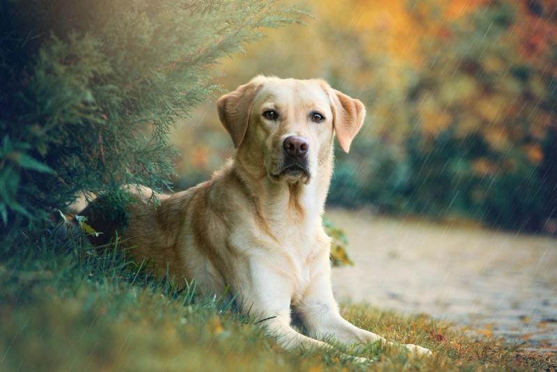 Labrador valper til salgs — komplett guide til Norges favorittrase