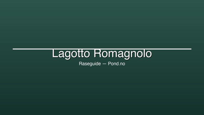 Lagotto Romagnolo valper til salgs — trøffeljakthunden fra Italia