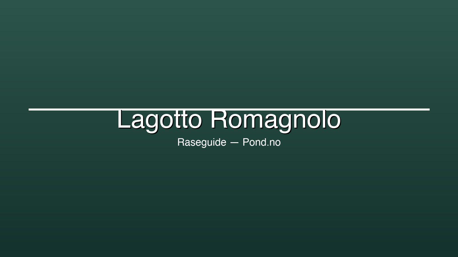 Lagotto Romagnolo med krøllet brun pels, der står udendørs