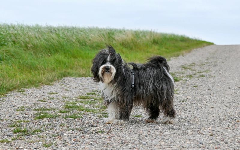 Bichon havanais valper til salgs: Cubas allergivennlige familiehund