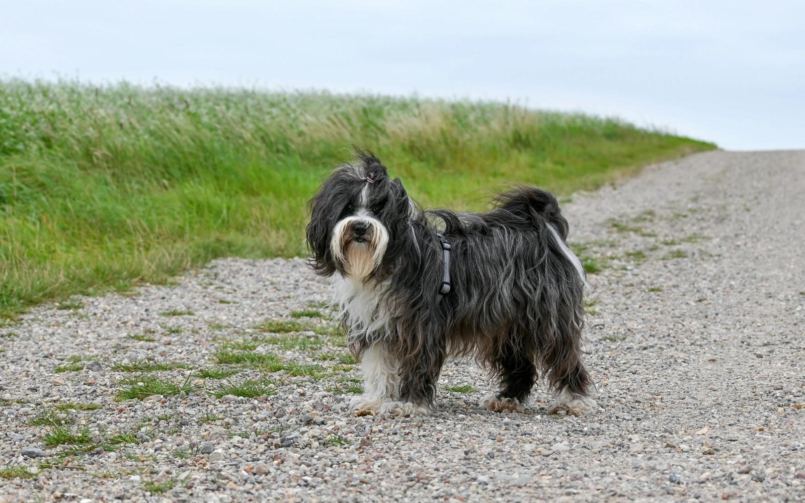 Bichon havanais-valp som sitter på et teppe i en norsk stue
