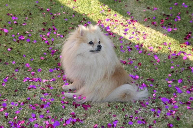 Pomeranian valper til salgs: den lille spitzen med stor personlighet