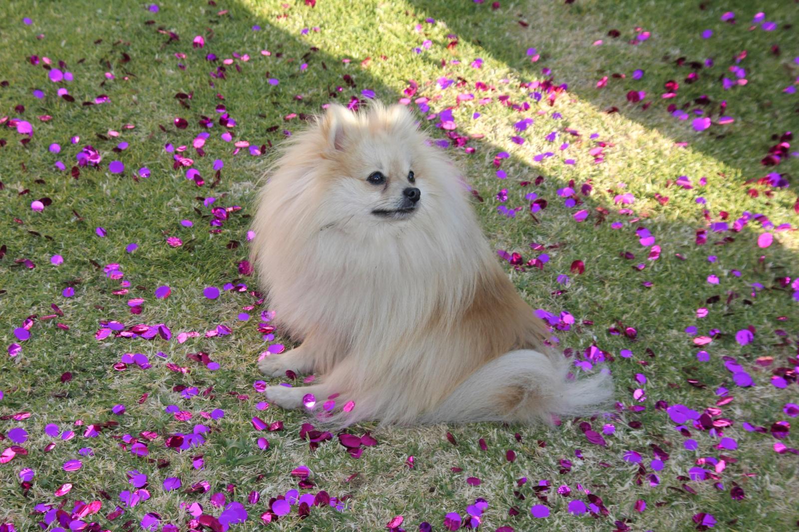 Pomeranian-valp med fluffig päls som sitter och tittar vaksamt in i kameran