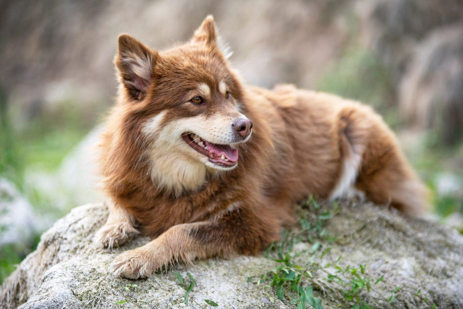 Finsk lapphund – en loyal og smart familiehund
