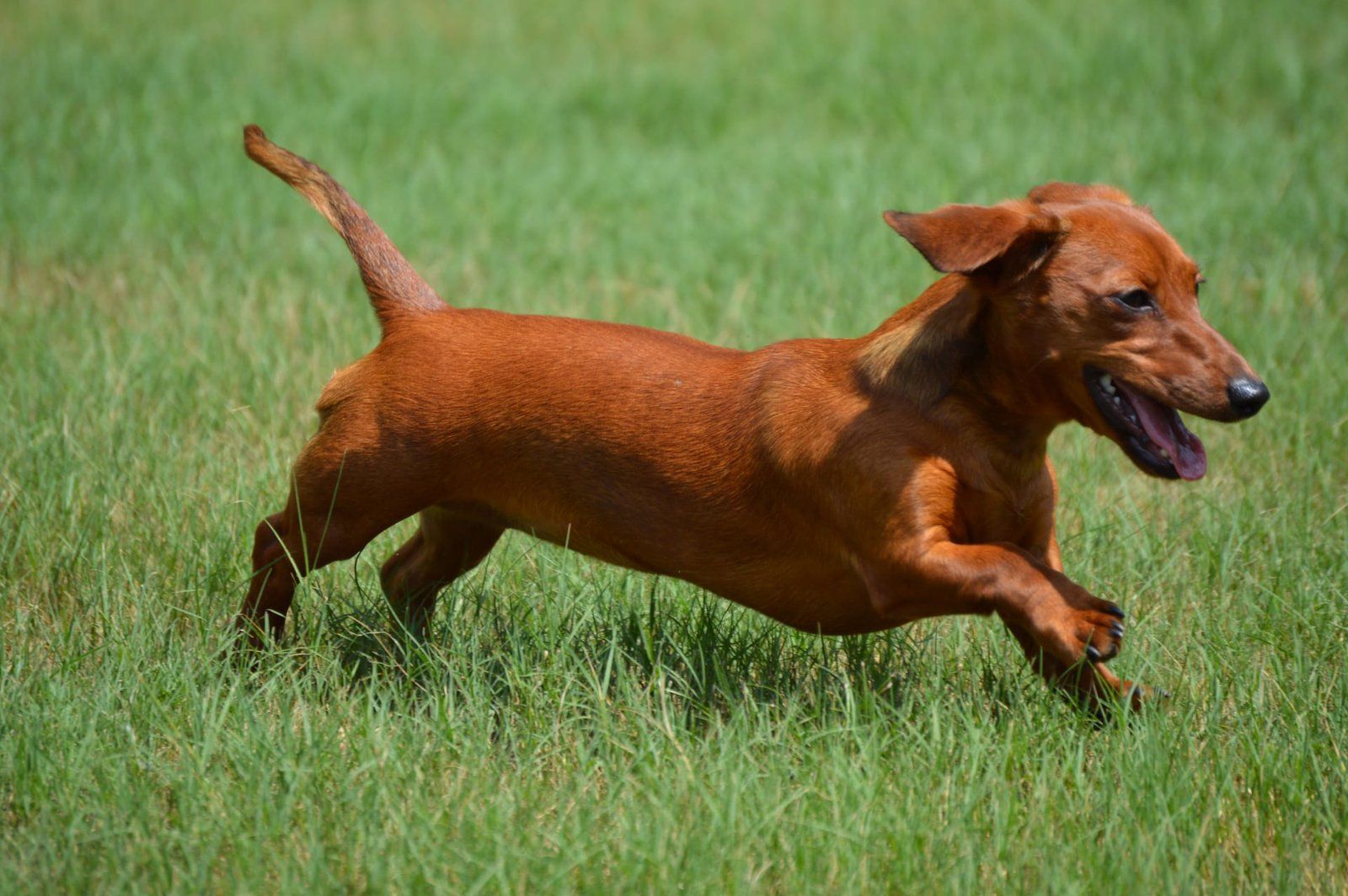 Hva kan hunder ikke spise?