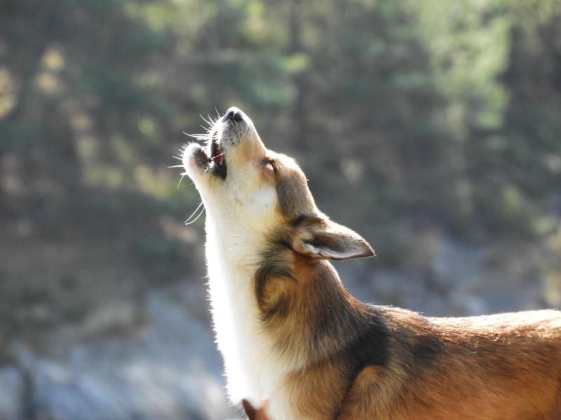Kennel Pride of Norway – oppdretter av norsk lundehund