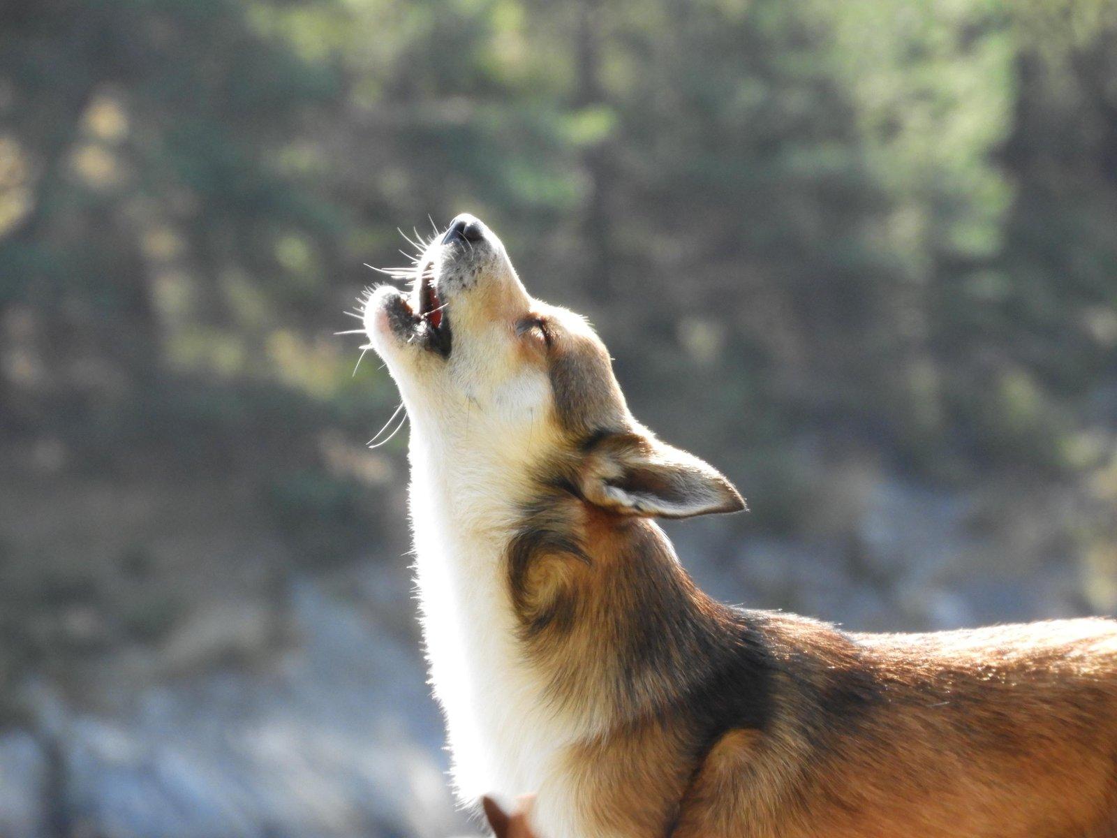 Norsk lundehund fra Kennel Pride of Norway – en unik og truet norsk hunderace