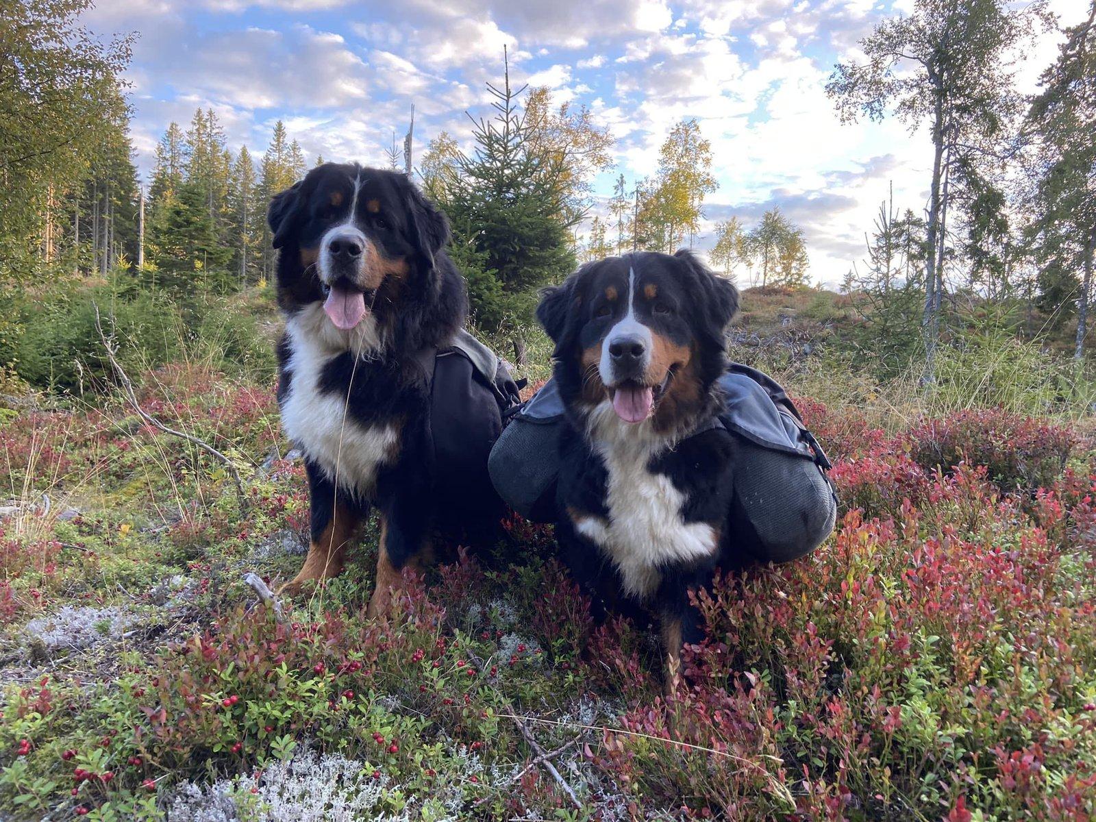 Berner Sennenhund fra Hubba Bubbas Kennel ute i naturen