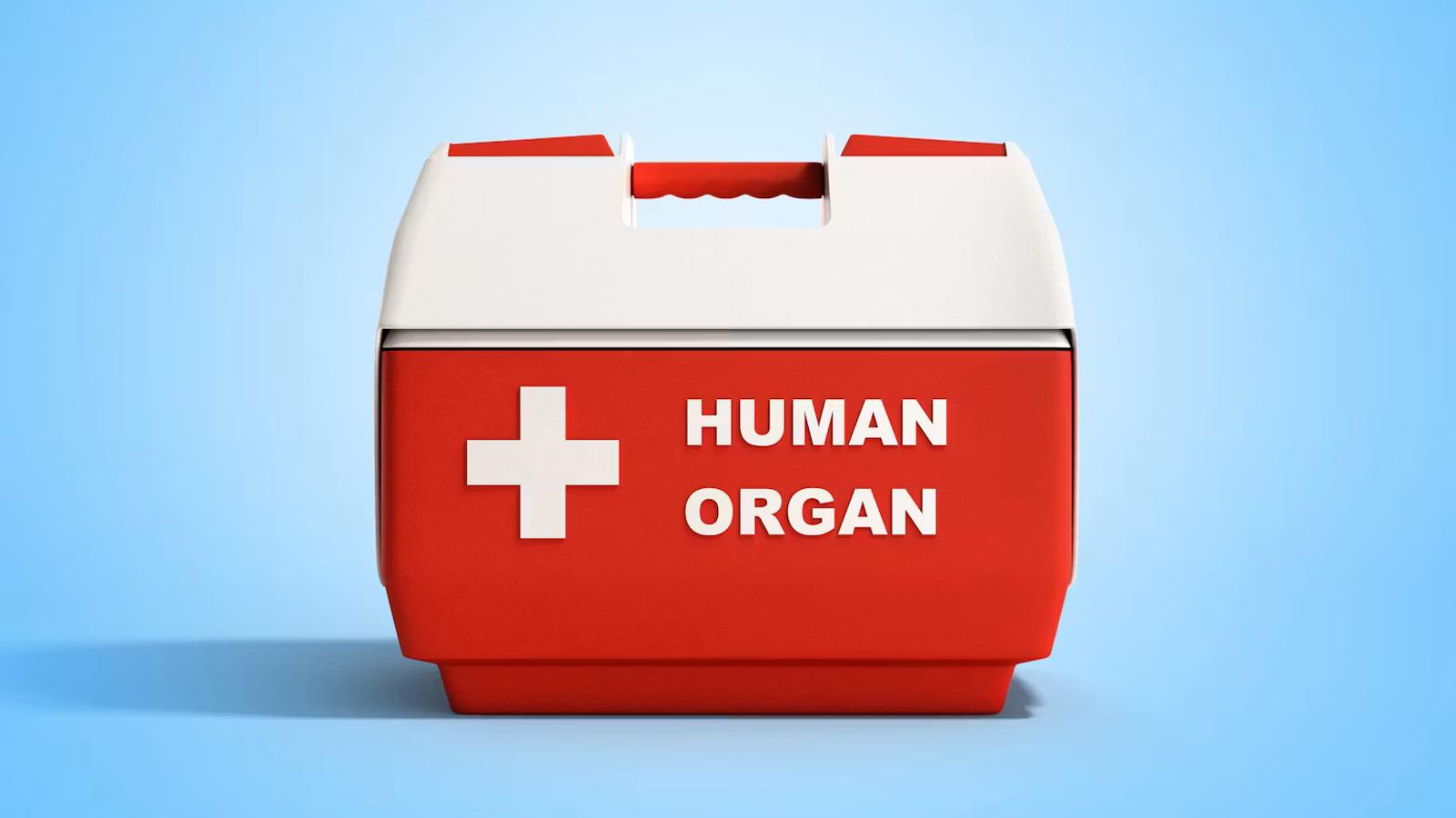 An organ transport container labeled 'Human Organ,' representing the logistics of organ donation and transplantation