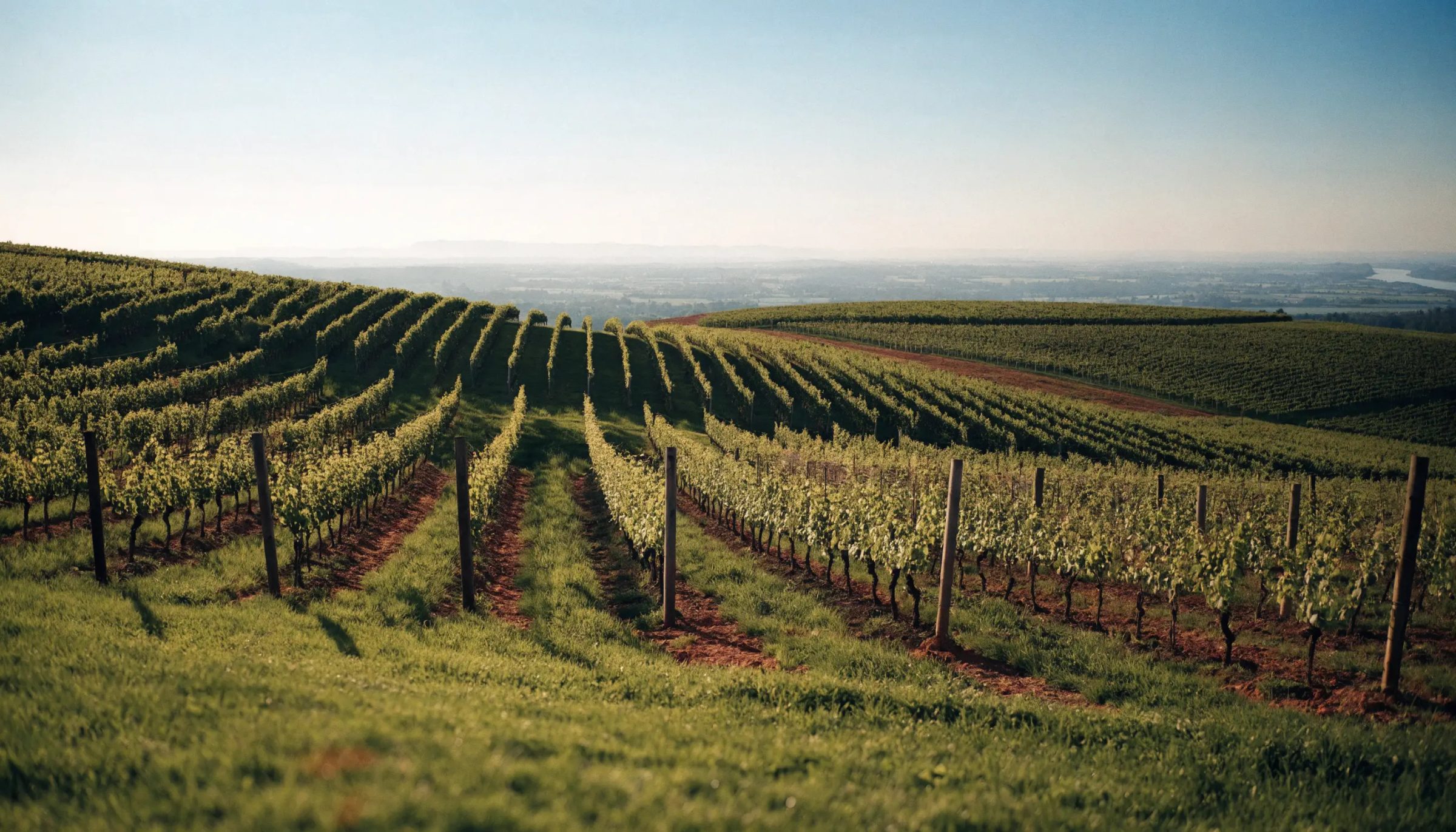 Weinberg in Rheinhessen, Heimat von Julia Schittler Riesling Trocken