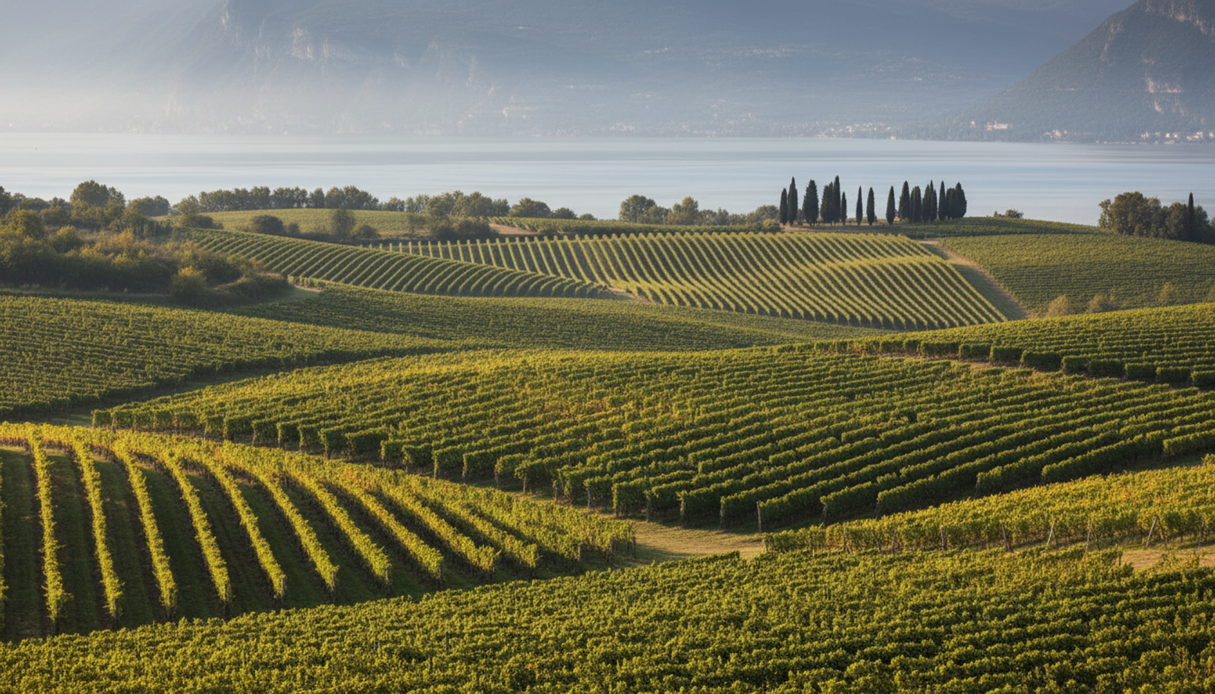 Weinberg in Custoza (DOC), Heimat von Questo Amico Custoza