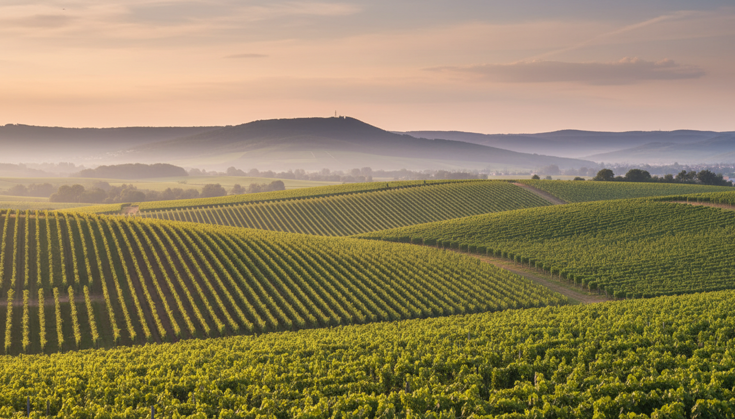 Weinberg in Rheinhessen, Heimat von Merlot Blanc de Noir