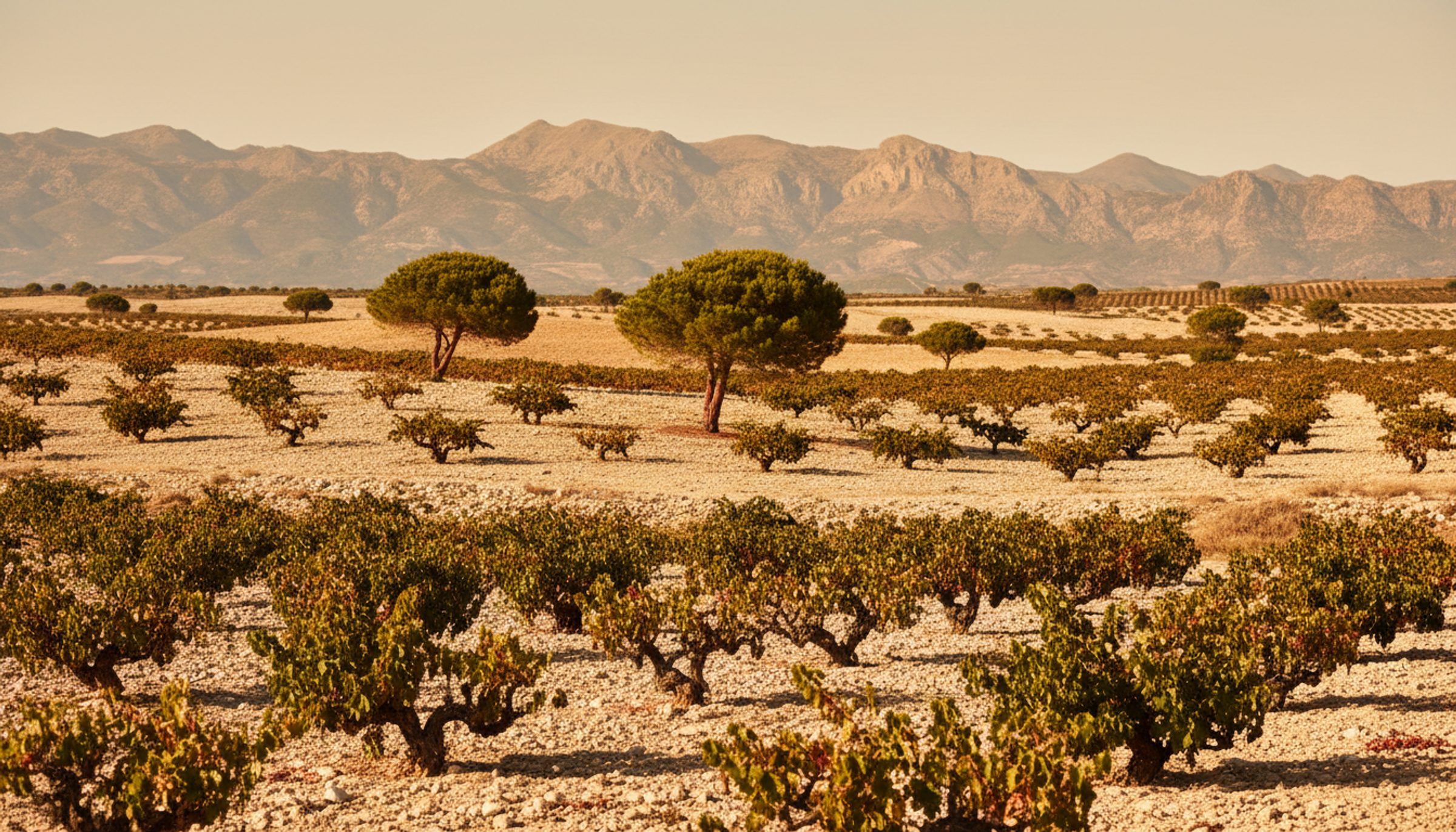 Weinberg in Yecla, Murcia, Heimat von Barahonda Organic Barrica