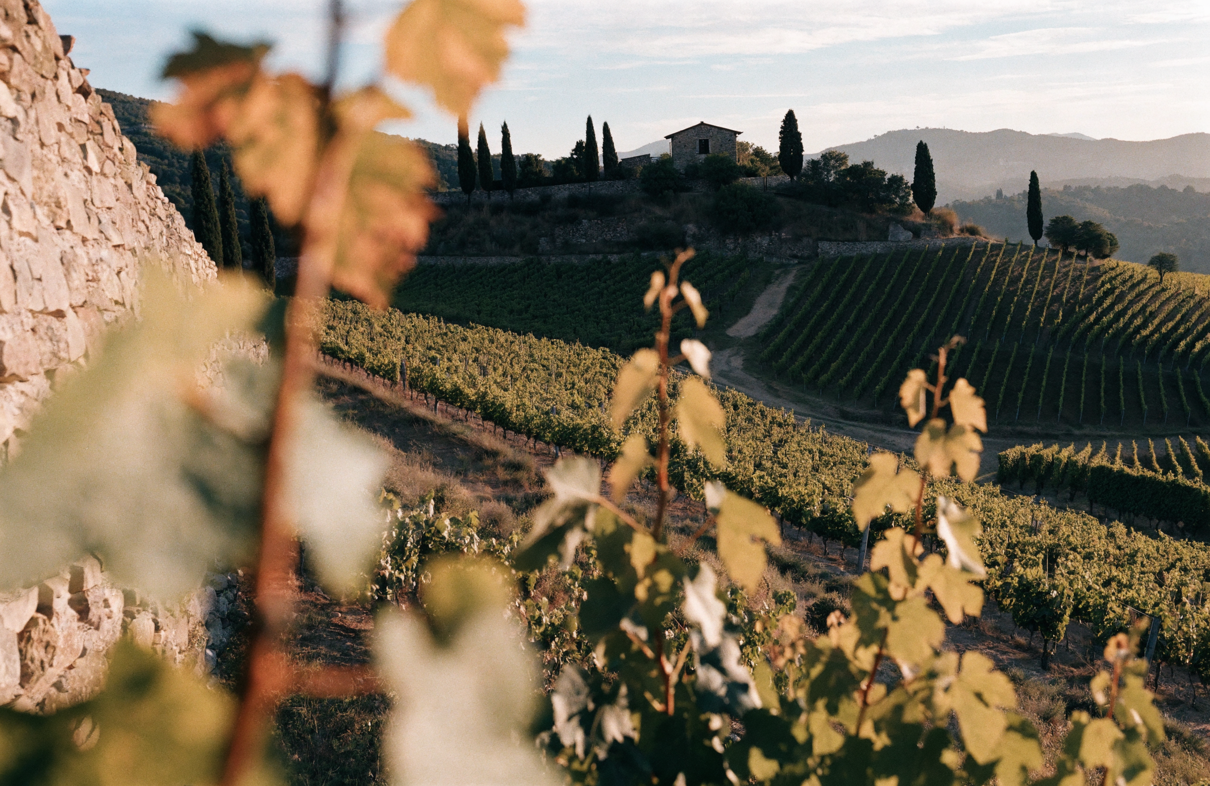 Weinberg in Montalcino, Toskana, Heimat von Corte Pavone Brunello di Montalcino 2017