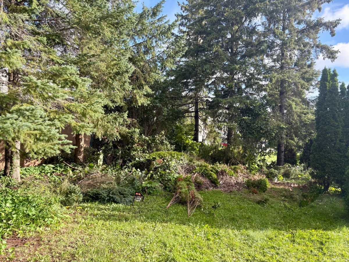 A photo of an overgrown back yard