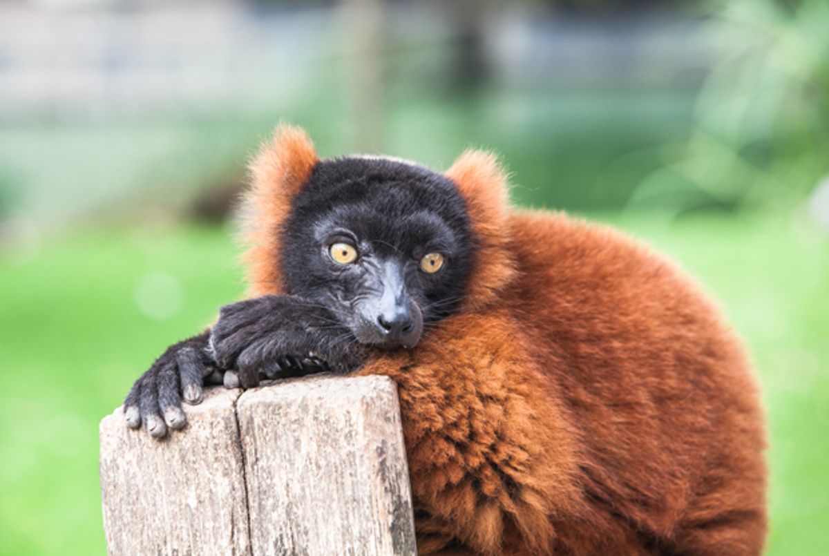 Lemur at Israeli Zoo Predicts World Cup Winners - Tablet Magazine