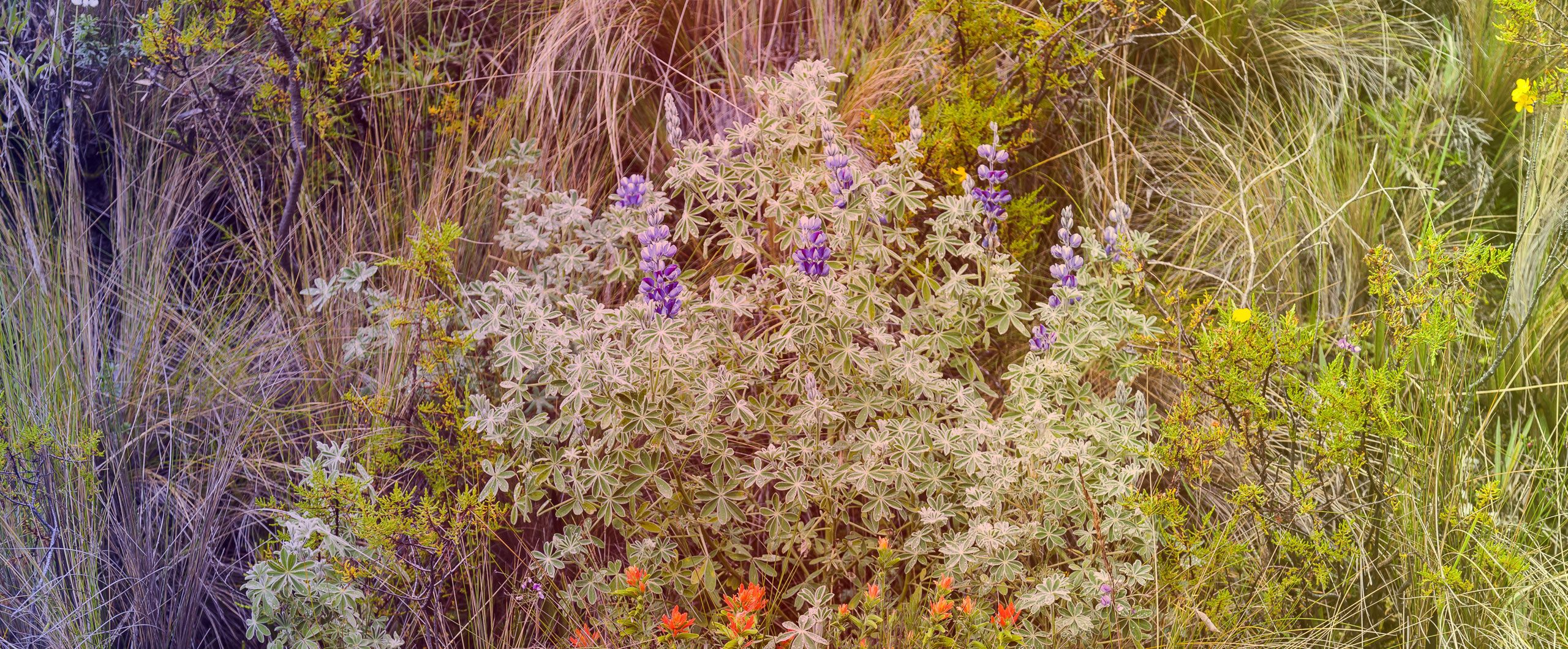 What I Learned From Giving My Garden A Sabbatical Tablet Magazine