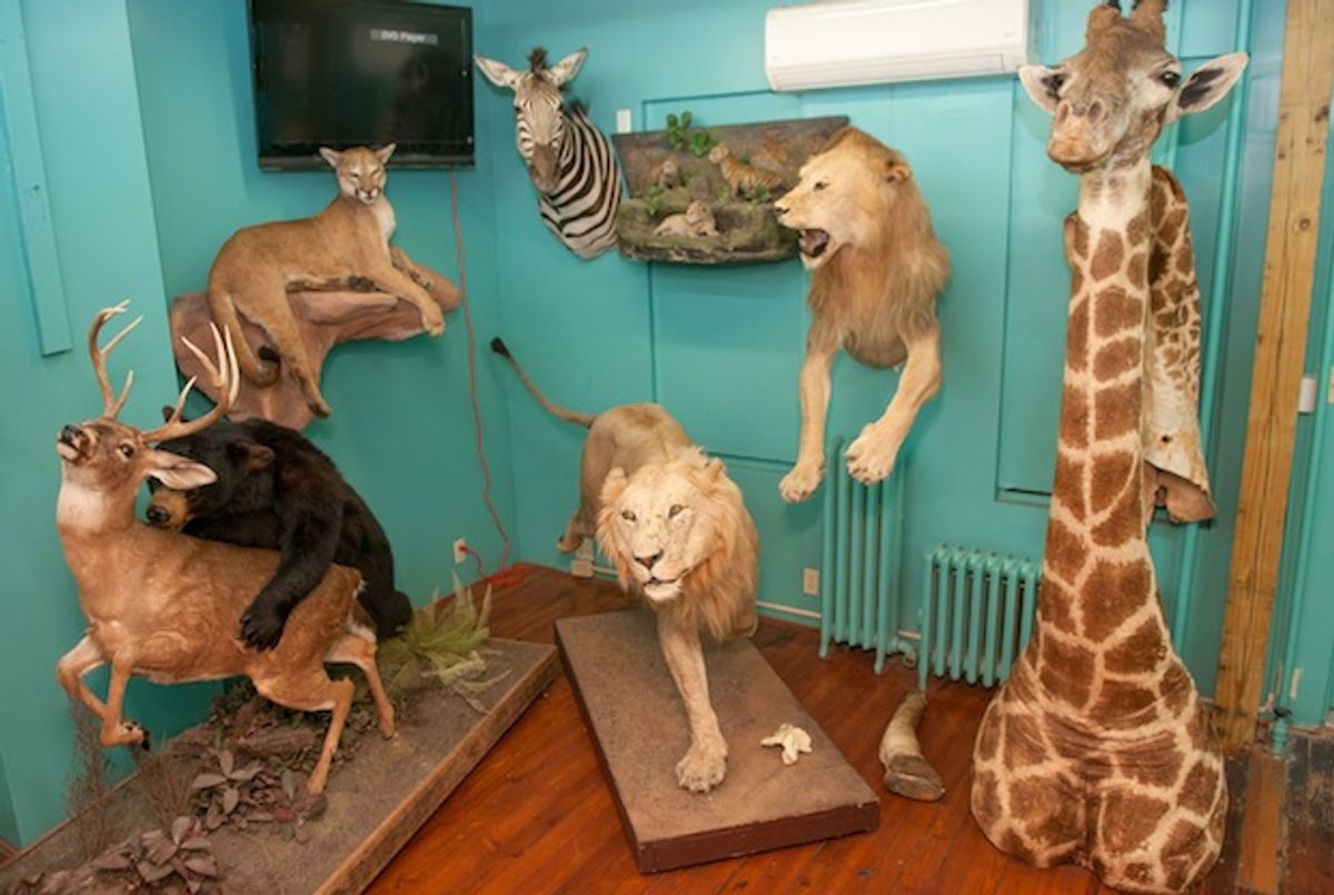 Torah Animal World Museum in Brooklyn to Close Its Doors