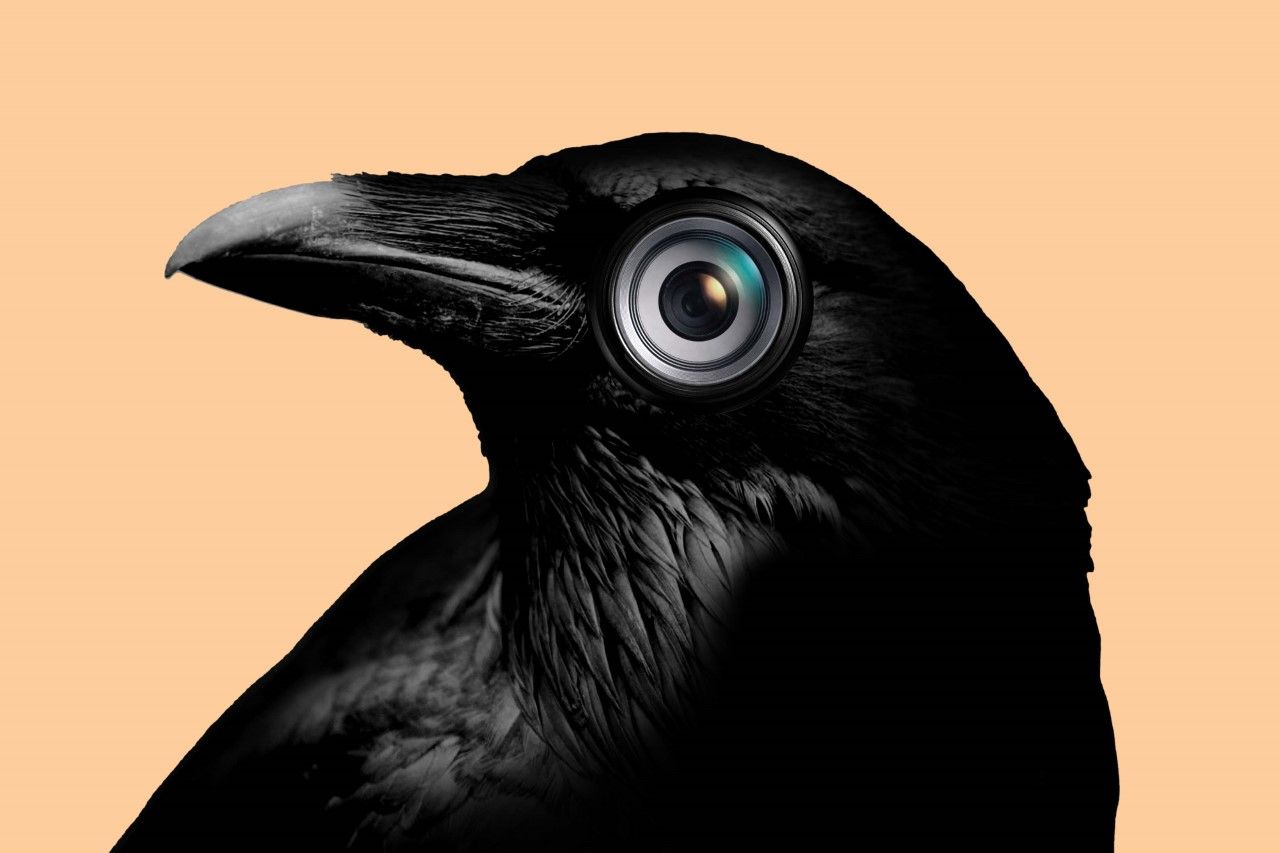 Crows Have a Mob Mentality Toward Ravens